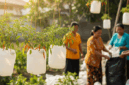 Ide Kebun Cabai Gantung dari Galon Bekas dan Tali Gantung untuk Ibu-ibu Penggerak Bank Sampah/AI