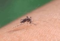 Ilustrasi demam berdarah. Dokter mengingatkan malaria knowlesi sering diawali gejala ringan seperti demam dan lemas, tetapi bisa cepat berkembang menjadi kondisi berat.(Shutterstock/Niny2405)