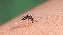 Ilustrasi demam berdarah. Dokter mengingatkan malaria knowlesi sering diawali gejala ringan seperti demam dan lemas, tetapi bisa cepat berkembang menjadi kondisi berat.(Shutterstock/Niny2405)