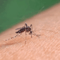 Ilustrasi demam berdarah. Dokter mengingatkan malaria knowlesi sering diawali gejala ringan seperti demam dan lemas, tetapi bisa cepat berkembang menjadi kondisi berat.(Shutterstock/Niny2405)