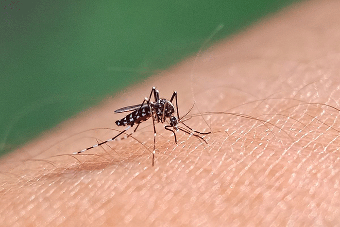 Ilustrasi demam berdarah. Dokter mengingatkan malaria knowlesi sering diawali gejala ringan seperti demam dan lemas, tetapi bisa cepat berkembang menjadi kondisi berat.(Shutterstock/Niny2405)