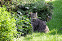 Ilustrasi kucing liar datang ke kebun atau halaman rumah.(Unsplash/jakub_neskora)