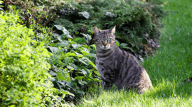 Ilustrasi kucing liar datang ke kebun atau halaman rumah.(Unsplash/jakub_neskora)