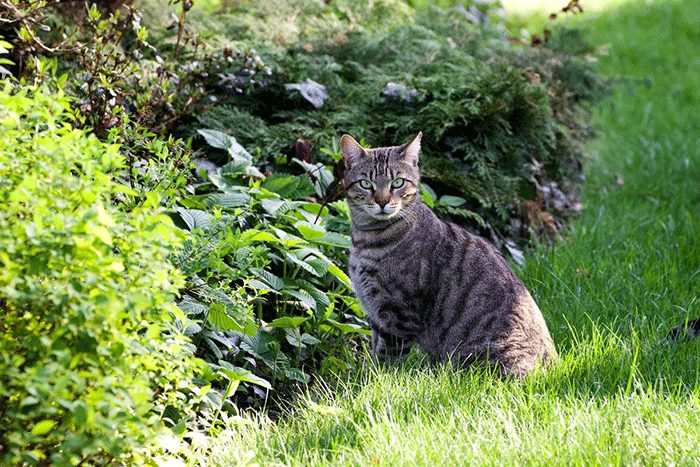Ilustrasi kucing liar datang ke kebun atau halaman rumah.(Unsplash/jakub_neskora)