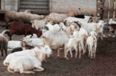 Hewan kurban kambing. (Foto: Magnific)