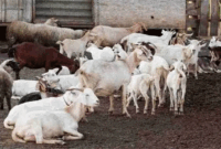 Hewan kurban kambing. (Foto: Magnific)