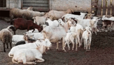 Hewan kurban kambing. (Foto: Magnific)