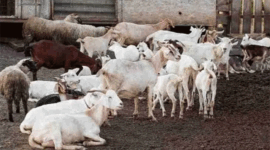 Hewan kurban kambing. (Foto: Magnific)