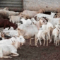 Hewan kurban kambing. (Foto: Magnific)