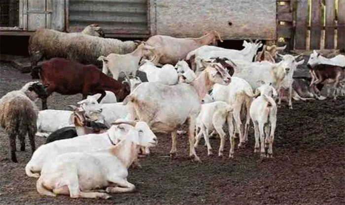 Hewan kurban kambing. (Foto: Magnific)