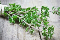 Foto: Daun thyme. (Istimewa)