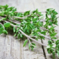 Foto: Daun thyme. (Istimewa)