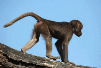 Ilustrasi monyet ekor panjang. Kasus monkey malaria mulai ditemukan di Indonesia dan IDAI meminta masyarakat waspada tanpa perlu panik berlebihan.(SHUTTERSTOCK)