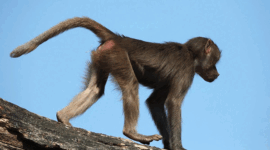 Ilustrasi monyet ekor panjang. Kasus monkey malaria mulai ditemukan di Indonesia dan IDAI meminta masyarakat waspada tanpa perlu panik berlebihan.(SHUTTERSTOCK)

