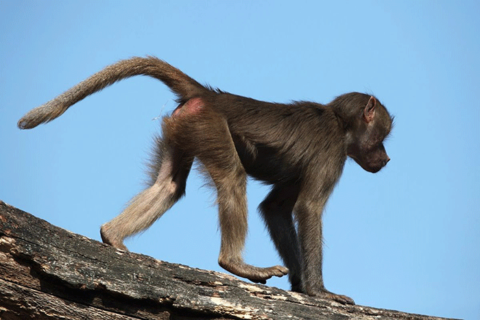 Ilustrasi monyet ekor panjang. Kasus monkey malaria mulai ditemukan di Indonesia dan IDAI meminta masyarakat waspada tanpa perlu panik berlebihan.(SHUTTERSTOCK)

