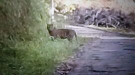Satu individu harimau melintas di Brin, Jorong Batu Gadang, Nagari Koto Rantang, Kecamatan Palupuh, Kabupaten Agam, Selasa (16/6/2026). ( poto : istimewa )