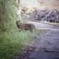 Satu individu harimau melintas di Brin, Jorong Batu Gadang, Nagari Koto Rantang, Kecamatan Palupuh, Kabupaten Agam, Selasa (16/6/2026). ( poto : istimewa )