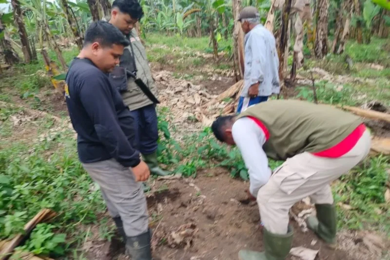 BKSDA meminta masyarakat meningkatkan kewaspadaan saat beraktivitas di kawasan kebun.( poto : ANTARA )