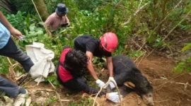 BKSDA Sumbar sedang mengevakuasi satu individu beruang madu.( poto : ANTARA )