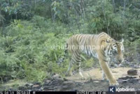 Seekor harimau sumatra (Panthera tigris sumatrae) berhasil terekam kamera jebak di kawasan hutan harapan. ( poto : ANTARA)