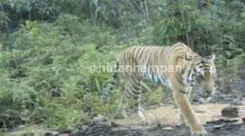Seekor harimau sumatra (Panthera tigris sumatrae) berhasil terekam kamera jebak di kawasan hutan harapan. ( poto : ANTARA)