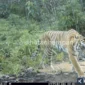 Seekor harimau sumatra (Panthera tigris sumatrae) berhasil terekam kamera jebak di kawasan hutan harapan. ( poto : ANTARA)