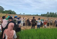 Petani menggelar panen raya di lahan seluas 8 hektar pada Kamis (25/6/2026).( poto : sumbarbisnis.com)