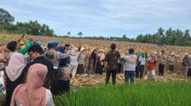 Petani menggelar panen raya di lahan seluas 8 hektar pada Kamis (25/6/2026).( poto : sumbarbisnis.com)