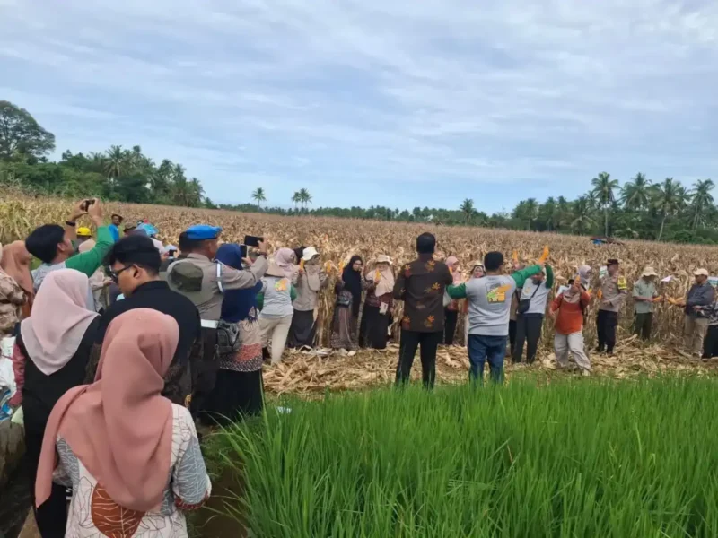 Petani menggelar panen raya di lahan seluas 8 hektar pada Kamis (25/6/2026).( poto : sumbarbisnis.com)