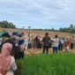 Petani menggelar panen raya di lahan seluas 8 hektar pada Kamis (25/6/2026).( poto : sumbarbisnis.com)