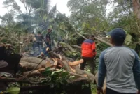 Cuaca ekstrem memicu serangkaian kejadian pohon tumbang di Kota Padang pada Rabu (17/6/2026) malam.( poto : padangkita.com )