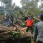 Cuaca ekstrem memicu serangkaian kejadian pohon tumbang di Kota Padang pada Rabu (17/6/2026) malam.( poto : padangkita.com )