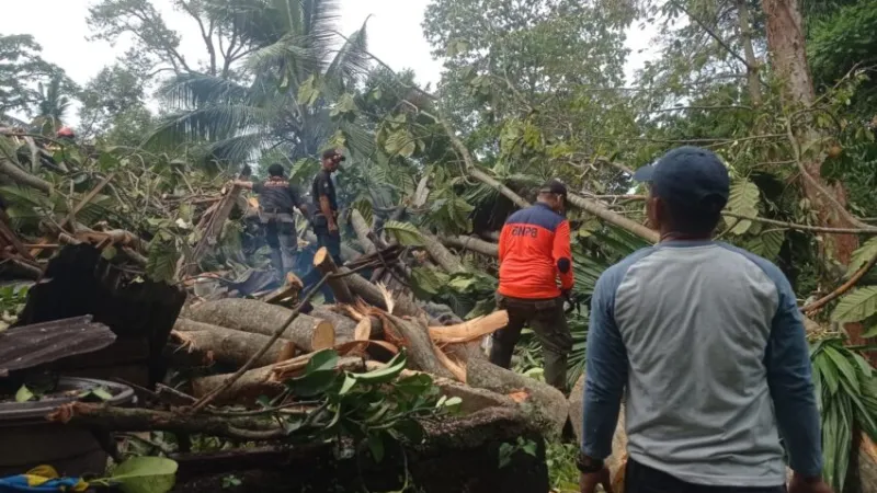 Cuaca ekstrem memicu serangkaian kejadian pohon tumbang di Kota Padang pada Rabu (17/6/2026) malam.( poto : padangkita.com )
