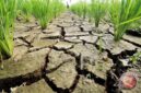 Ilustrasi. Badan Meteorologi, Klimatologi, dan Geofisika (BMKG) menyatakan lima daerah di Nusa Tenggara Barat (NTB) saat ini berstatus siaga kekeringan meteorologis.( poto : ANTARA )