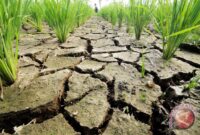 Ilustrasi. Badan Meteorologi, Klimatologi, dan Geofisika (BMKG) menyatakan lima daerah di Nusa Tenggara Barat (NTB) saat ini berstatus siaga kekeringan meteorologis.( poto : ANTARA )