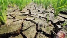 Ilustrasi. Badan Meteorologi, Klimatologi, dan Geofisika (BMKG) menyatakan lima daerah di Nusa Tenggara Barat (NTB) saat ini berstatus siaga kekeringan meteorologis.( poto : ANTARA )