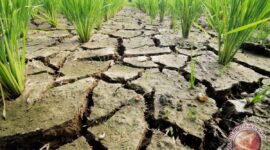 Ilustrasi. Badan Meteorologi, Klimatologi, dan Geofisika (BMKG) menyatakan lima daerah di Nusa Tenggara Barat (NTB) saat ini berstatus siaga kekeringan meteorologis.( poto : ANTARA )