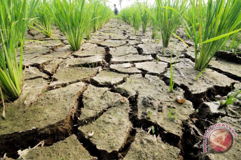 Ilustrasi. Badan Meteorologi, Klimatologi, dan Geofisika (BMKG) menyatakan lima daerah di Nusa Tenggara Barat (NTB) saat ini berstatus siaga kekeringan meteorologis.( poto : ANTARA )