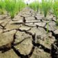 Ilustrasi. Badan Meteorologi, Klimatologi, dan Geofisika (BMKG) menyatakan lima daerah di Nusa Tenggara Barat (NTB) saat ini berstatus siaga kekeringan meteorologis.( poto : ANTARA )