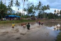 Pacu Jawi Sumatera Barat menghadirkan tradisi balap sapi di sawah berlumpur.( poto : inews.id )