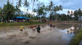 Pacu Jawi Sumatera Barat menghadirkan tradisi balap sapi di sawah berlumpur.( poto : inews.id )