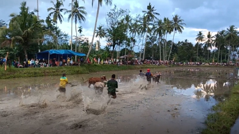 Pacu Jawi Sumatera Barat menghadirkan tradisi balap sapi di sawah berlumpur.( poto : inews.id )