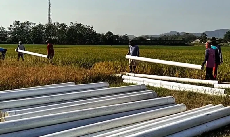 Pemkab Agam membangun 27 titik irigasi perpipaan senilai Rp2,5 miliar untuk memulihkan 400 hektare sawah rusak akibat bencana alam.(Ilustrasi poto: istimewa).