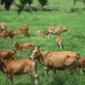 BPTU-HPT Padang Mengatas gencar mengembangkan potensi sapi pesisir Sumatera Barat.(poto: kabarsumbar.com)