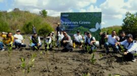 Pulihkan Ekosistem Pesisir, ITDC Tanam 4.500 Bibit Mangrove di Kawasan Sanctuary Mandalika.(poto: radarntb.com).
