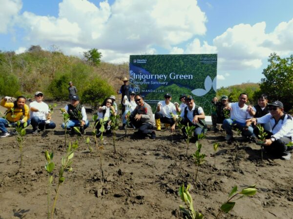 Pulihkan Ekosistem Pesisir, ITDC Tanam 4.500 Bibit Mangrove di Kawasan Sanctuary Mandalika.(poto: radarntb.com).