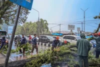 Personel TRC BPBD Kota Padang tengah mengevakuasi pohon tumbang akibat cuaca ekstrem yang melanda Kota Padang.( poto : padangkita.com )