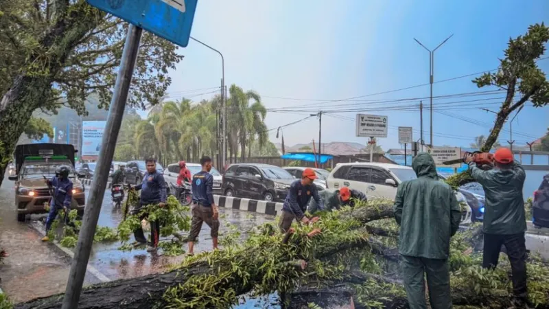 Personel TRC BPBD Kota Padang tengah mengevakuasi pohon tumbang akibat cuaca ekstrem yang melanda Kota Padang.( poto : padangkita.com )