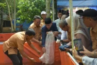 Wakil Wali Kota Padang, Maigus Nasir, menebar benih ikan lele milik Unit Usaha Budidaya Ikan TTC (Teh Talua Community) Alang Laweh, di Kelurahan Gunung Sarik, Kecamatan Kuranji.( poto: padangkita.com).
