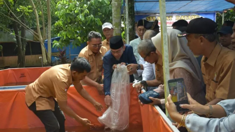 Wakil Wali Kota Padang, Maigus Nasir, menebar benih ikan lele milik Unit Usaha Budidaya Ikan TTC (Teh Talua Community) Alang Laweh, di Kelurahan Gunung Sarik, Kecamatan Kuranji.( poto: padangkita.com).